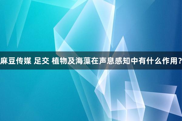 麻豆传媒 足交 植物及海藻在声息感知中有什么作用？